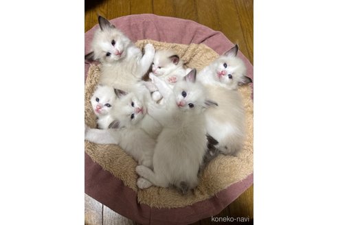 販売中の三重県のラグドール-117218の2枚目